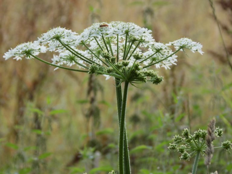 Hydrolat d'Angélique BIO