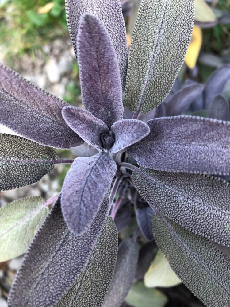 Hydrolat de Sauge officinale BIO