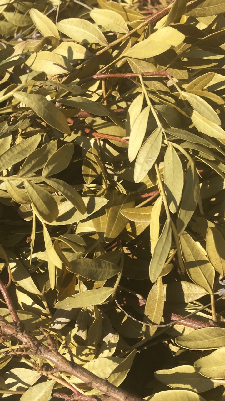 Hydrolat de lentisque pistachier