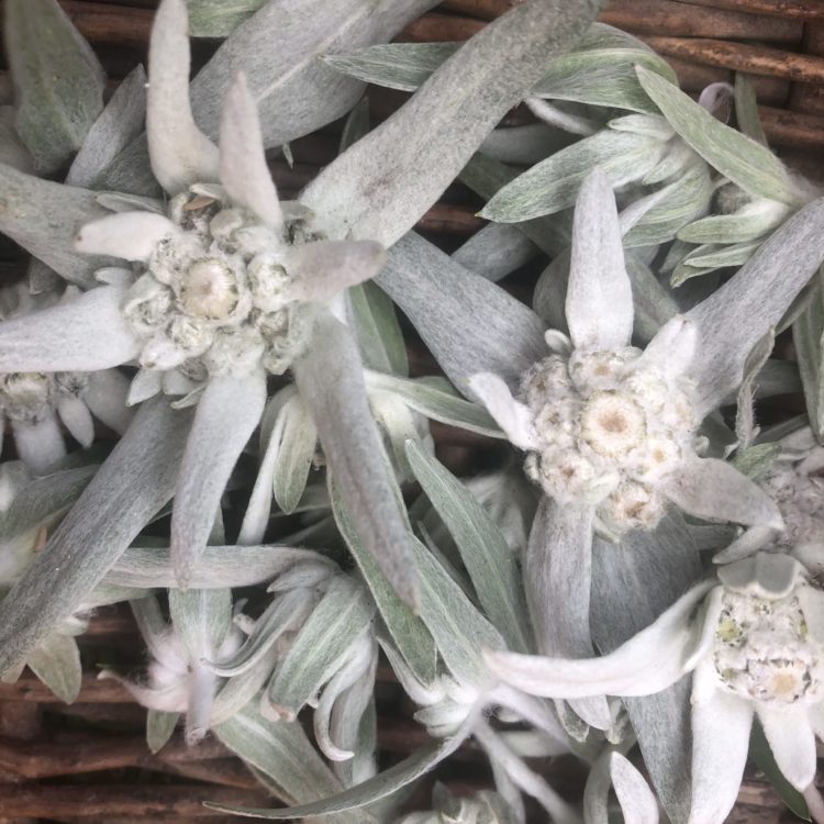 Huile d'Edelweiss BIO (macérât)